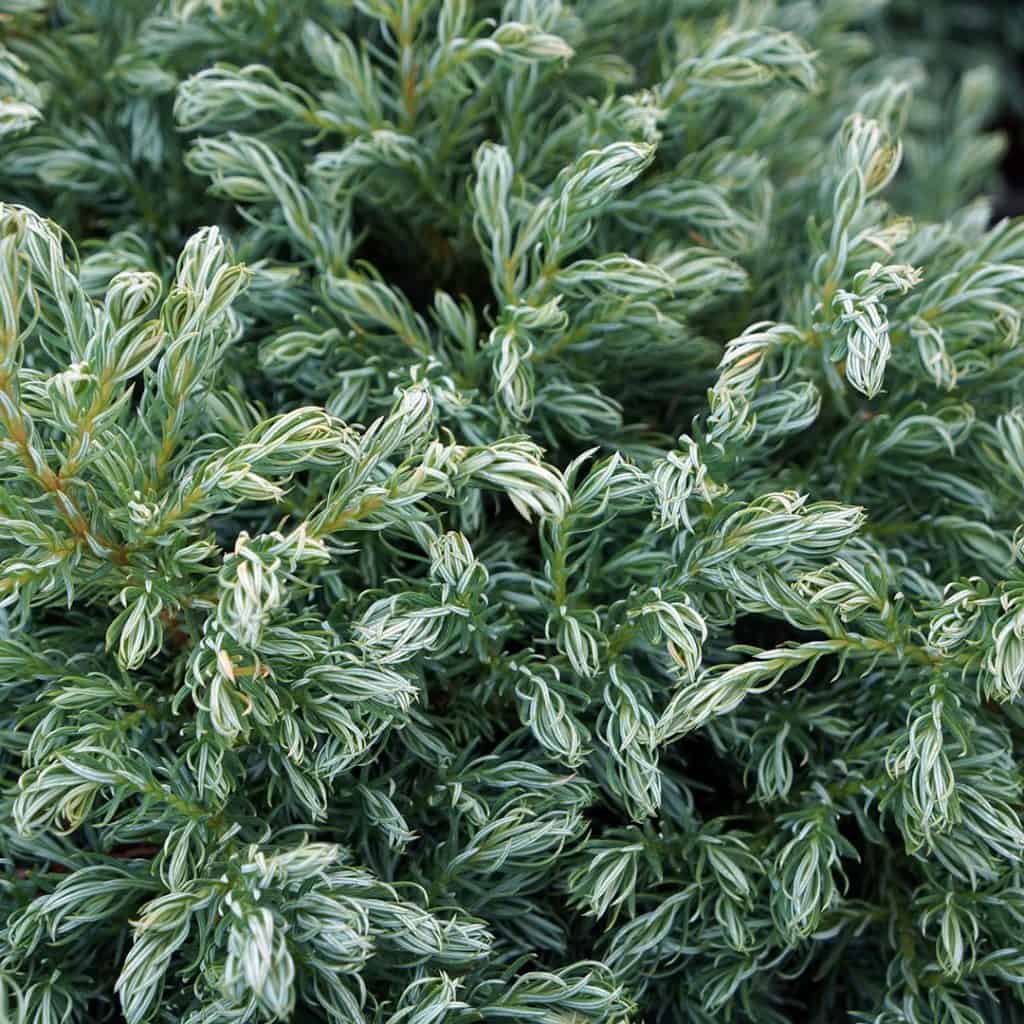 Close-up of dense, textured green foliage with white-edged needle-like leaves, resembling a compact shrub or conifer plant.
