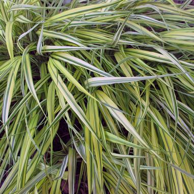 Long, narrow green leaves with yellow and white stripes form a dense, bushy cluster. The leaves have pointed tips and arch gracefully, creating a textured, layered pattern throughout the image.