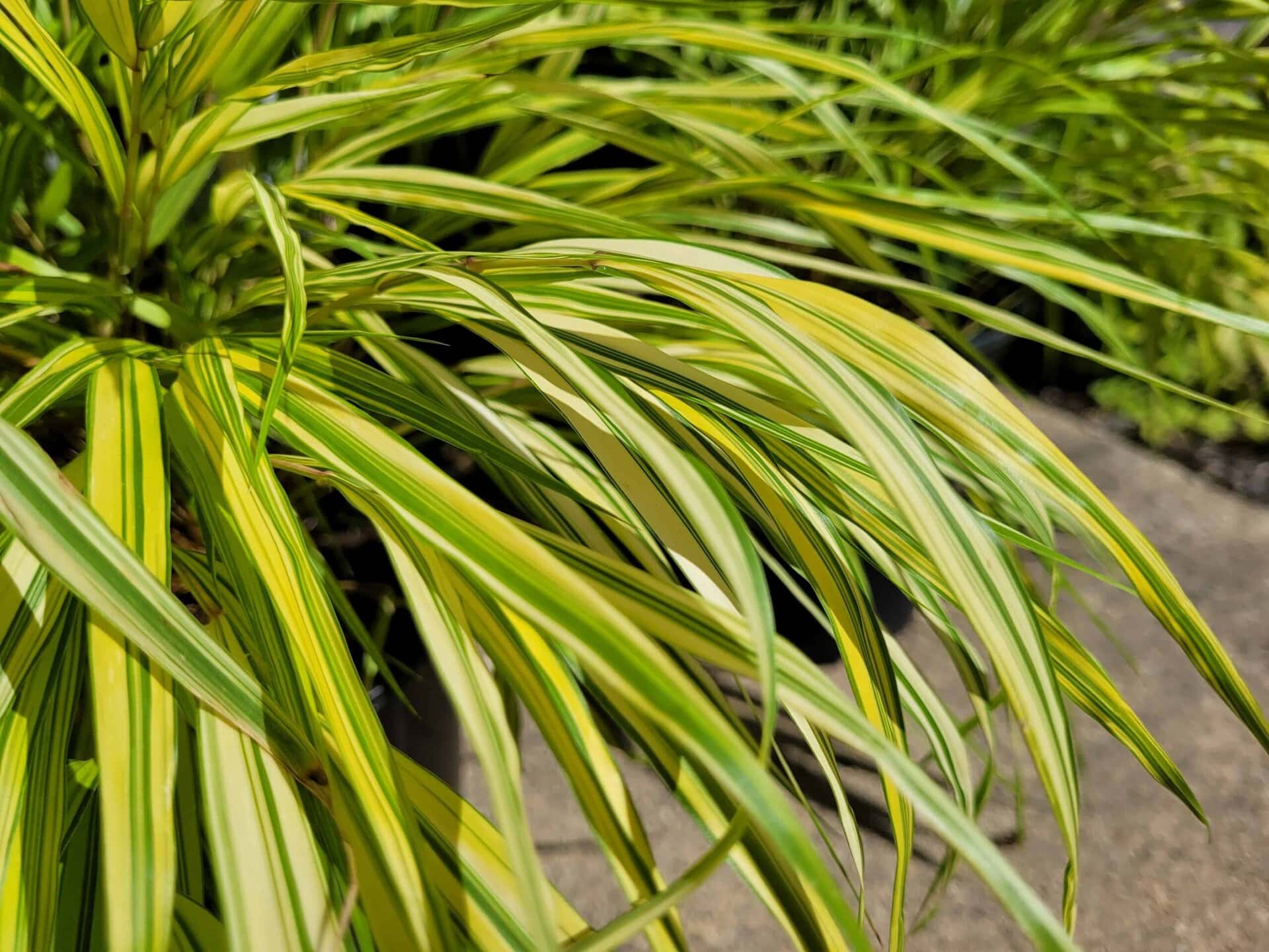 Close-up of long, slender green and yellow variegated leaves with pointed tips, growing densely. The background shows more foliage and a sunlit concrete surface.