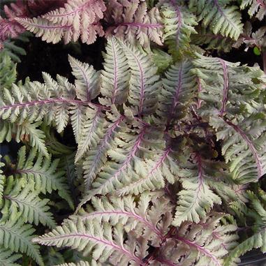 Close-up of fern leaves with silvery-green fronds and dark purple stems and veins, creating a striking contrast in color and texture.