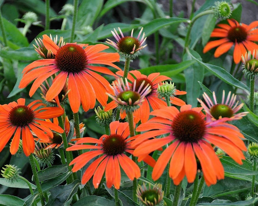 Bright orange coneflowers with spiky centers and green foliage fill the image, some blooms open and others still in bud, creating a vibrant and lively garden scene.