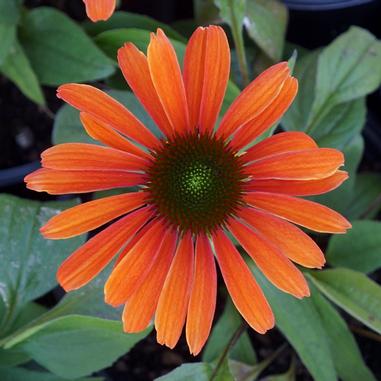 A bright orange daisy-like flower with a green center, surrounded by green leaves.