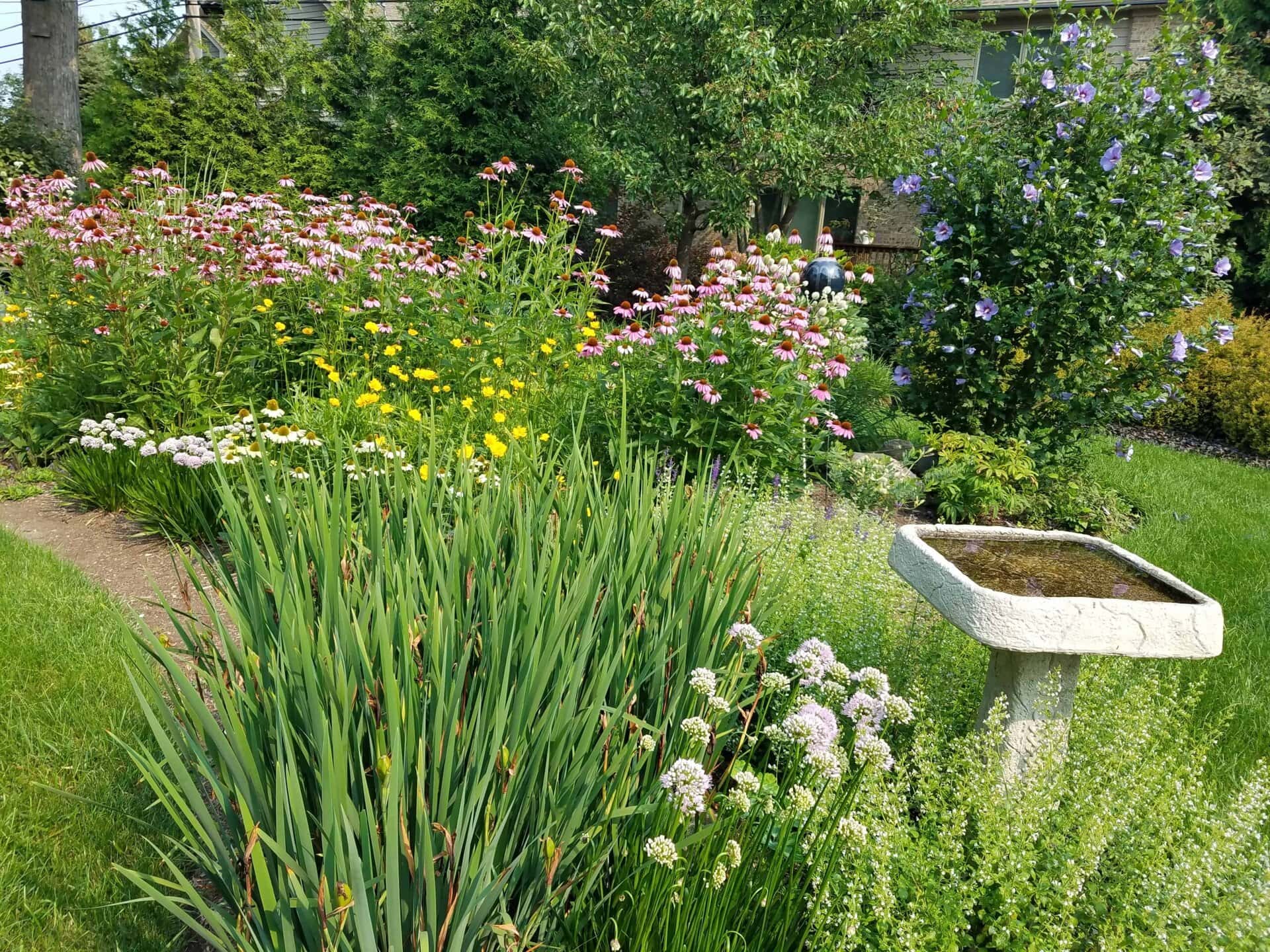 A lush garden with colorful flowers, tall green plants, and a stone birdbath filled with water in the foreground. Trees and a house are visible in the background on a sunny day.