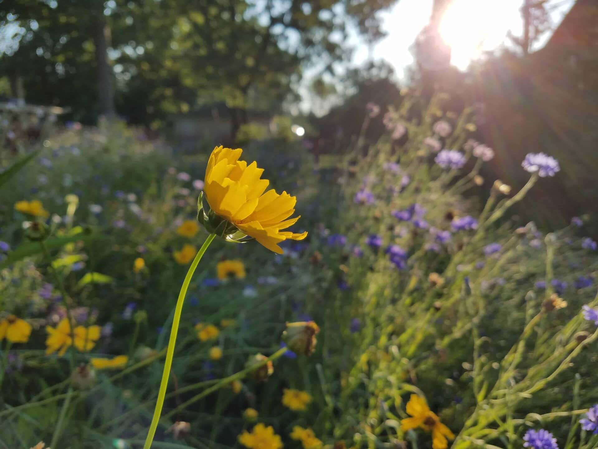 A yellow flower in sharp focus stands out in a sunlit meadow, surrounded by blurred wildflowers and greenery, with sunlight streaming through the trees in the background.