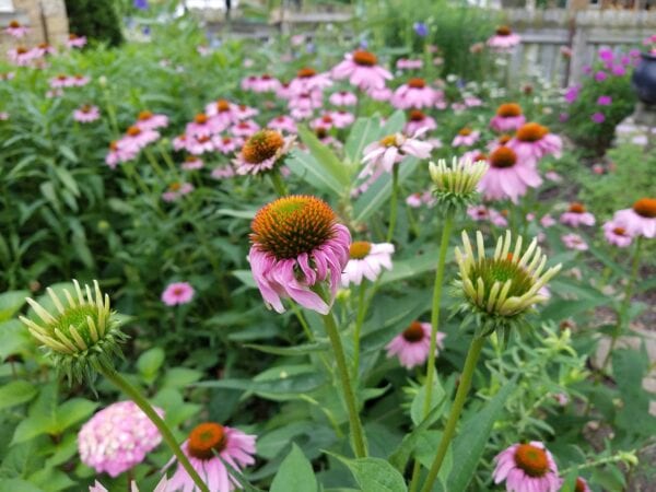 Pink coneflowers with orange centers bloom in a garden surrounded by green leaves, with several unopened buds in the foreground and more flowers and greenery in the background.