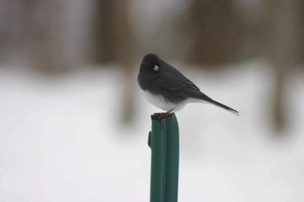 A small dark-eyed junco bird with a dark gray head and back and a white belly perches on top of a green metal post against a snowy, blurred background.