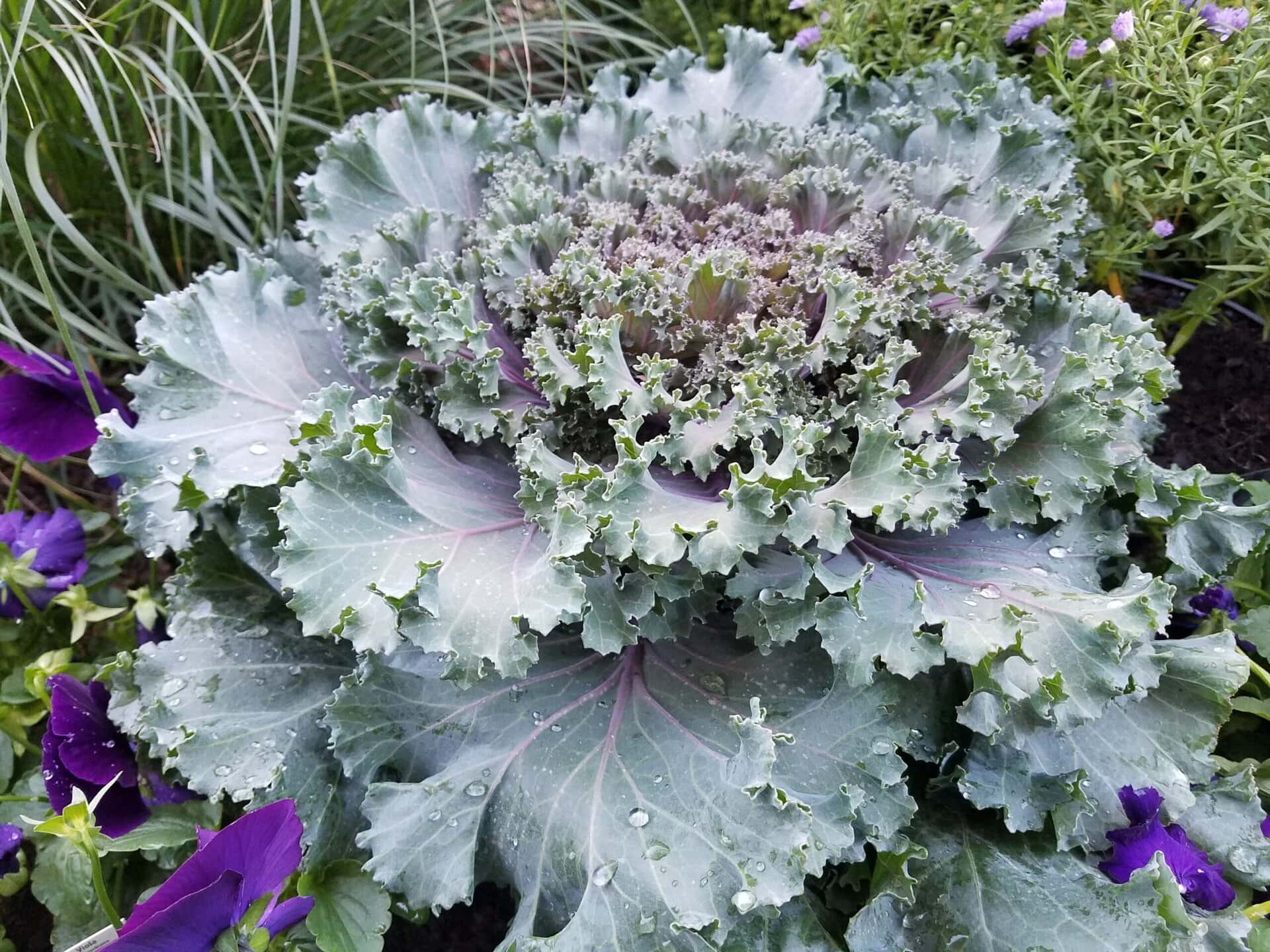 Ornamental cabbage with ruffled, pale green and purple leaves, covered in water droplets, surrounded by small purple flowers and grass.