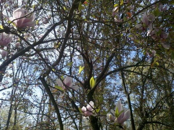 Magnolia tree branches with pink and white blossoms and green leaves, set against a blue sky on a sunny day.
