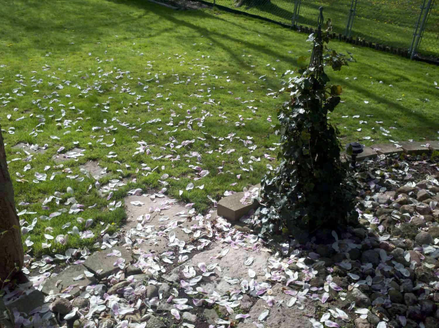 Petals scattered across a grassy lawn and stone path, with a small ivy-covered structure and rocks visible in the foreground. Sunlight casts shadows across the yard.