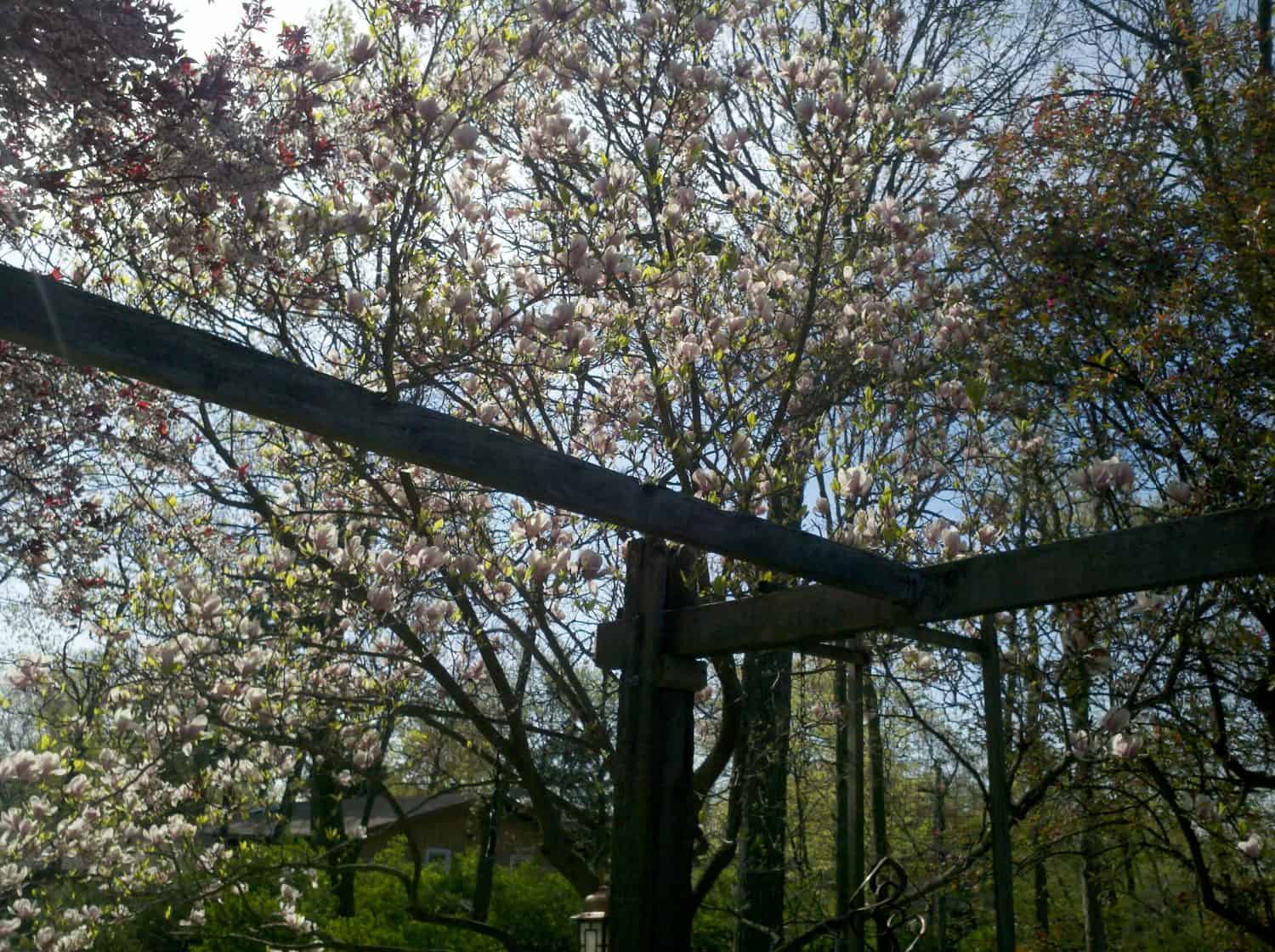 Wooden beams form a garden structure under blooming trees with pink and white flowers, set against a bright blue sky on a sunny day.