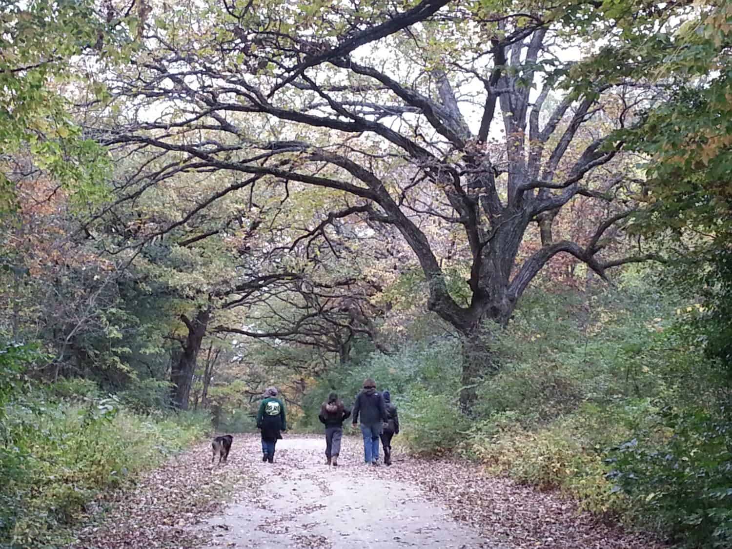 Four people and a dog walk down a leaf-covered path surrounded by tall trees with autumn foliage.