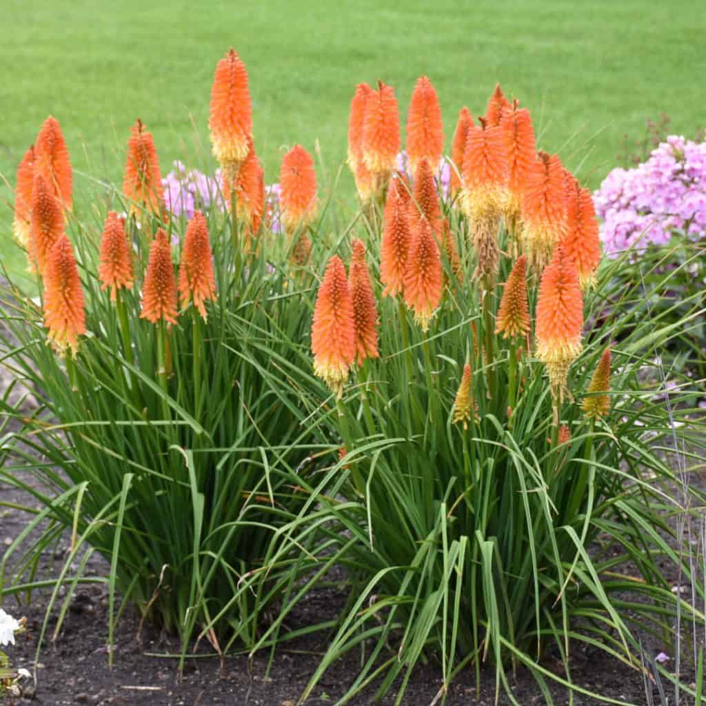Clumps of orange and yellow torch-like flowers with long green leaves grow in a garden bed, with grass and pink flowers in the background.