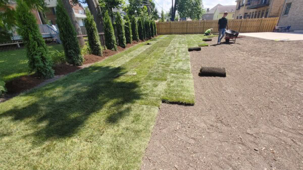 Fresh rolls of sod being laid out on a lawn in a backyard, with a person standing near a wheelbarrow in the background, and trees lining the side of the yard.
