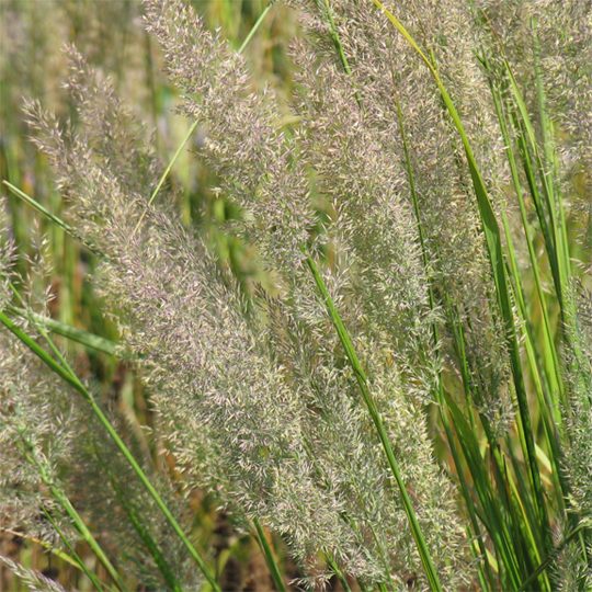Tall green grass stems with feathery, delicate seed heads swaying in the breeze, set against a blurred natural background.
