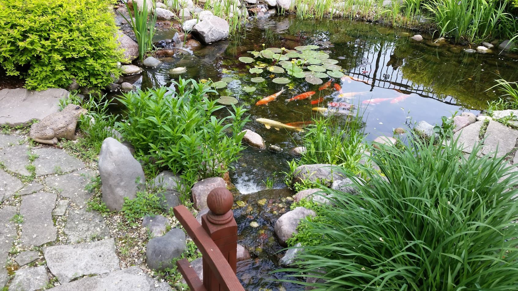 A small garden pond with koi fish, water lilies, rocks, green plants, and a stone path. A wooden railing is in the foreground near the ponds edge.