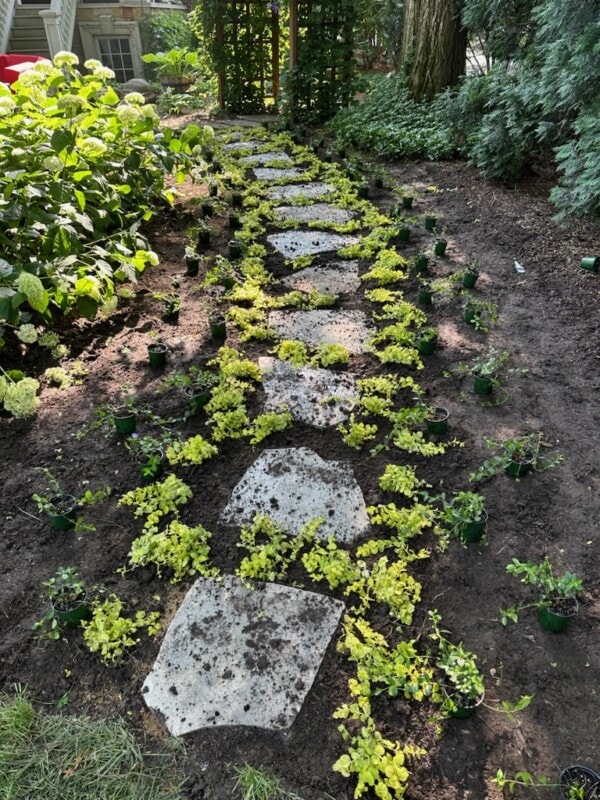A stone path winds through a garden bed with small green and yellow leafy plants in pots, surrounded by soil and larger shrubs on the sides.