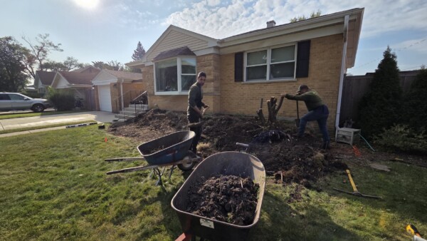 Two people dig and remove a large tree stump from a yard in front of a brick house. Tools and wheelbarrows filled with soil are scattered around the work area.