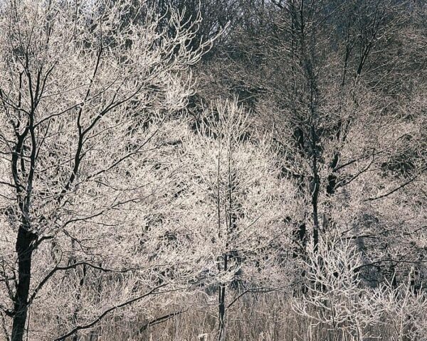 Frost-covered trees with bare branches stand densely packed in a wintry landscape, creating a shimmering white effect against a darker background of more trees.