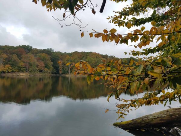 A calm lake reflects autumn trees with yellow and orange leaves under a cloudy sky. Overhanging branches frame the scene in the foreground.