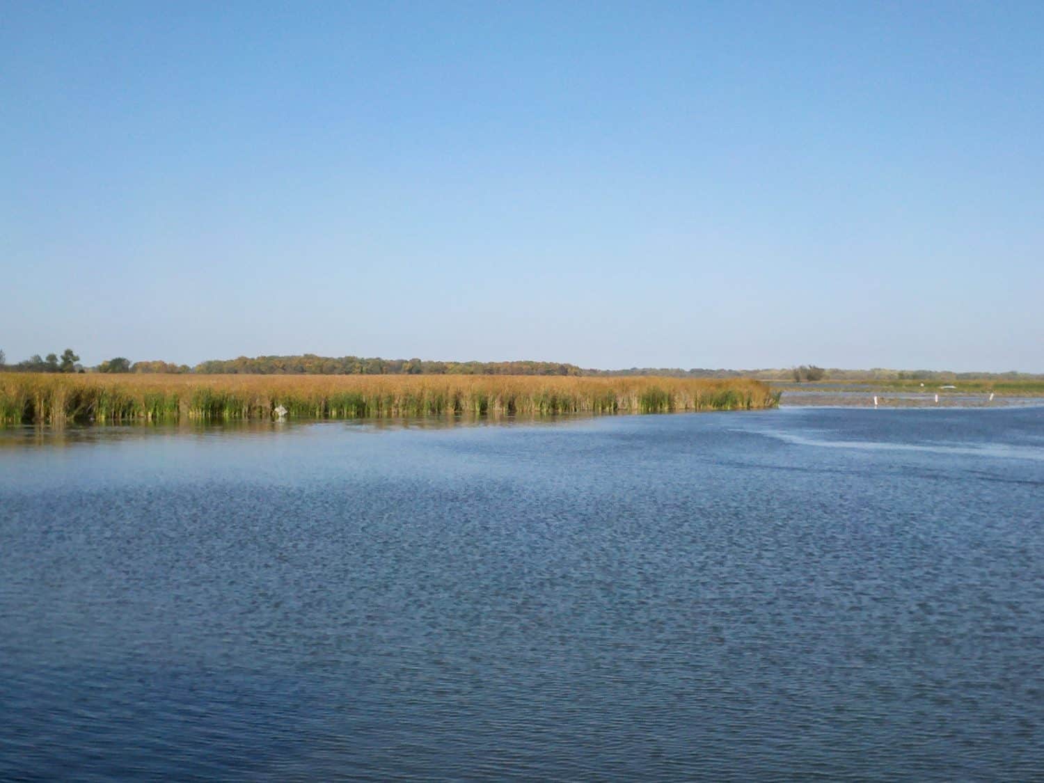 Lake View #1 A calm body of water with gentle ripples, bordered by tall reeds and grassy land under a clear blue sky.