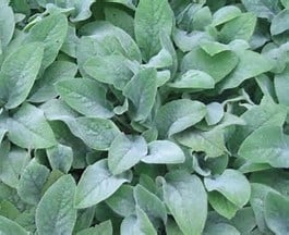 Cluster of soft, fuzzy, elongated green leaves growing closely together, likely from a ground-cover plant, creating a dense, textured foliage pattern.