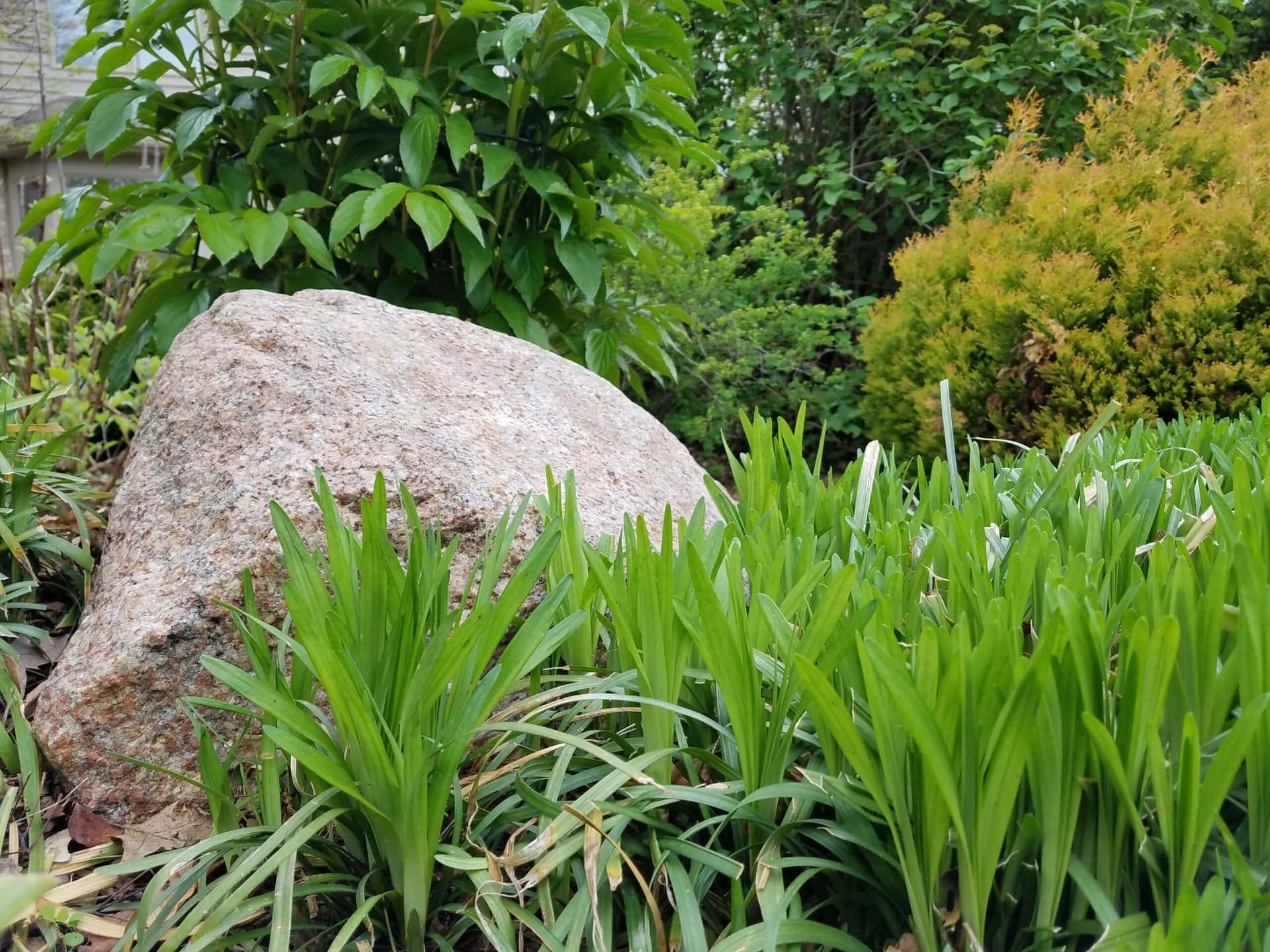 A large rock sits among green leafy plants and shrubs in a garden, with dense foliage and greenery in the background.