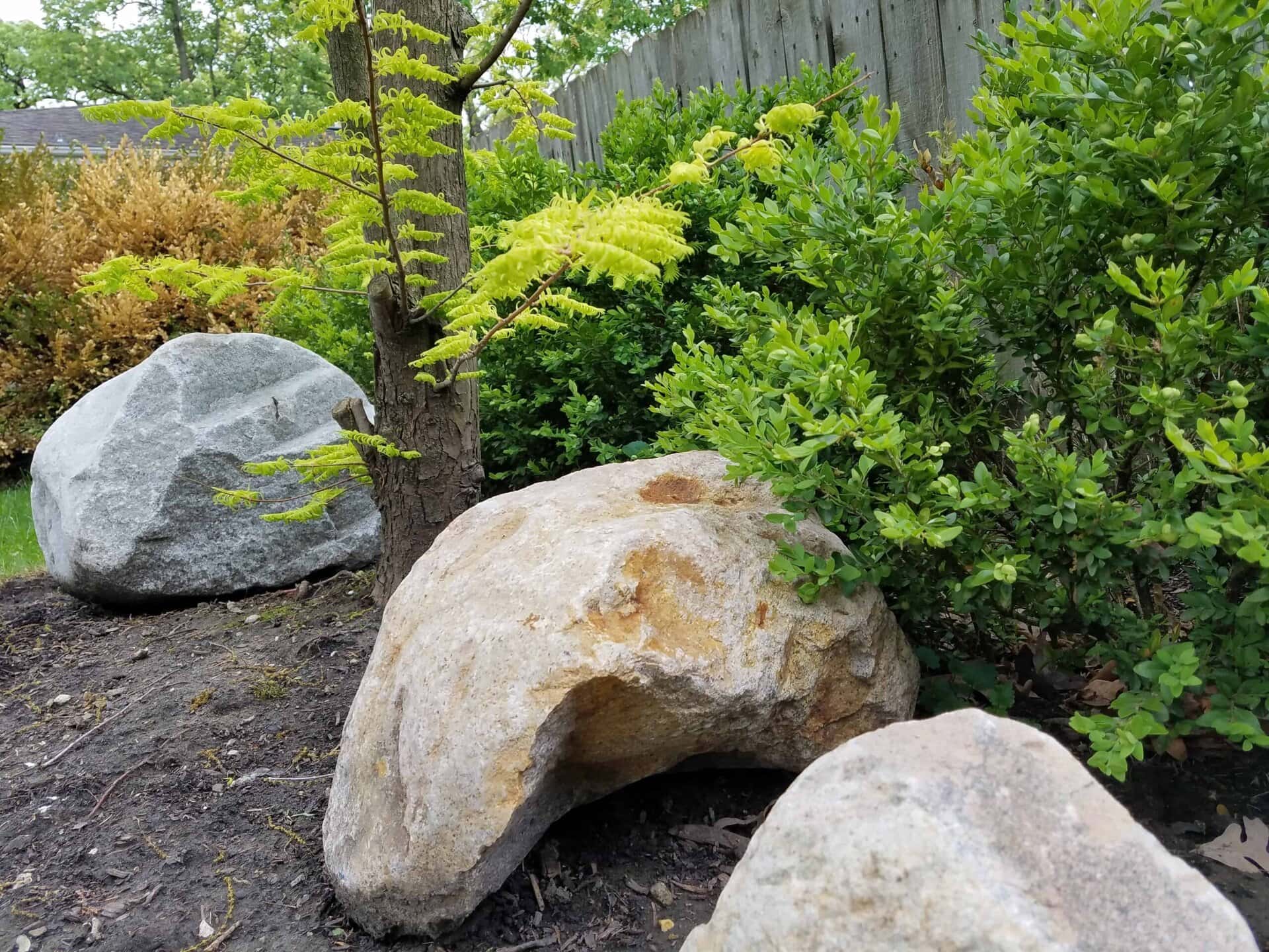 Three large rocks are placed on soil among green shrubs and a small tree, with a wooden fence in the background.