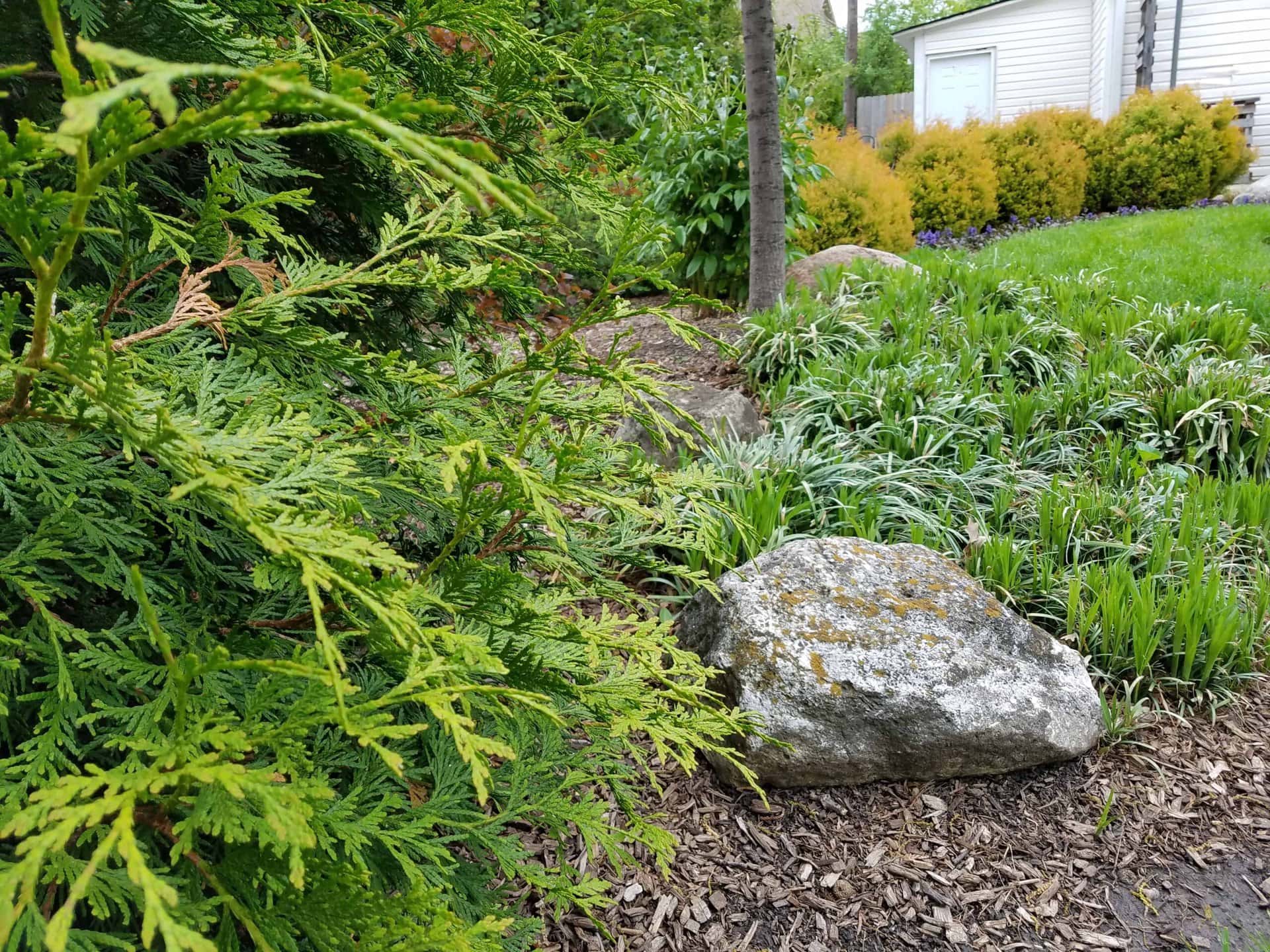 A garden with green shrubs, a tree, a large rock, and ornamental grasses. In the background, there are yellow bushes, grass, and part of a white house.