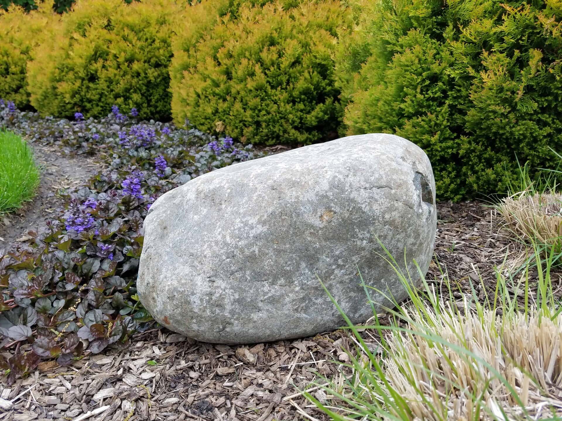 A large, smooth gray rock sits on wood mulch in a garden, surrounded by trimmed bushes, purple flowers, and patches of green grass.