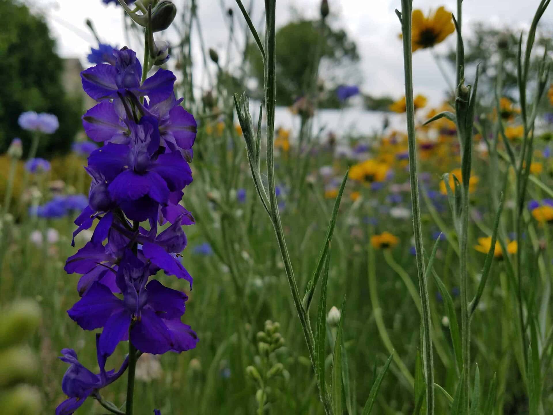 Close-up of a vibrant purple flower in a field of wildflowers, with yellow and blue flowers and green stems blurred in the background on a cloudy day.