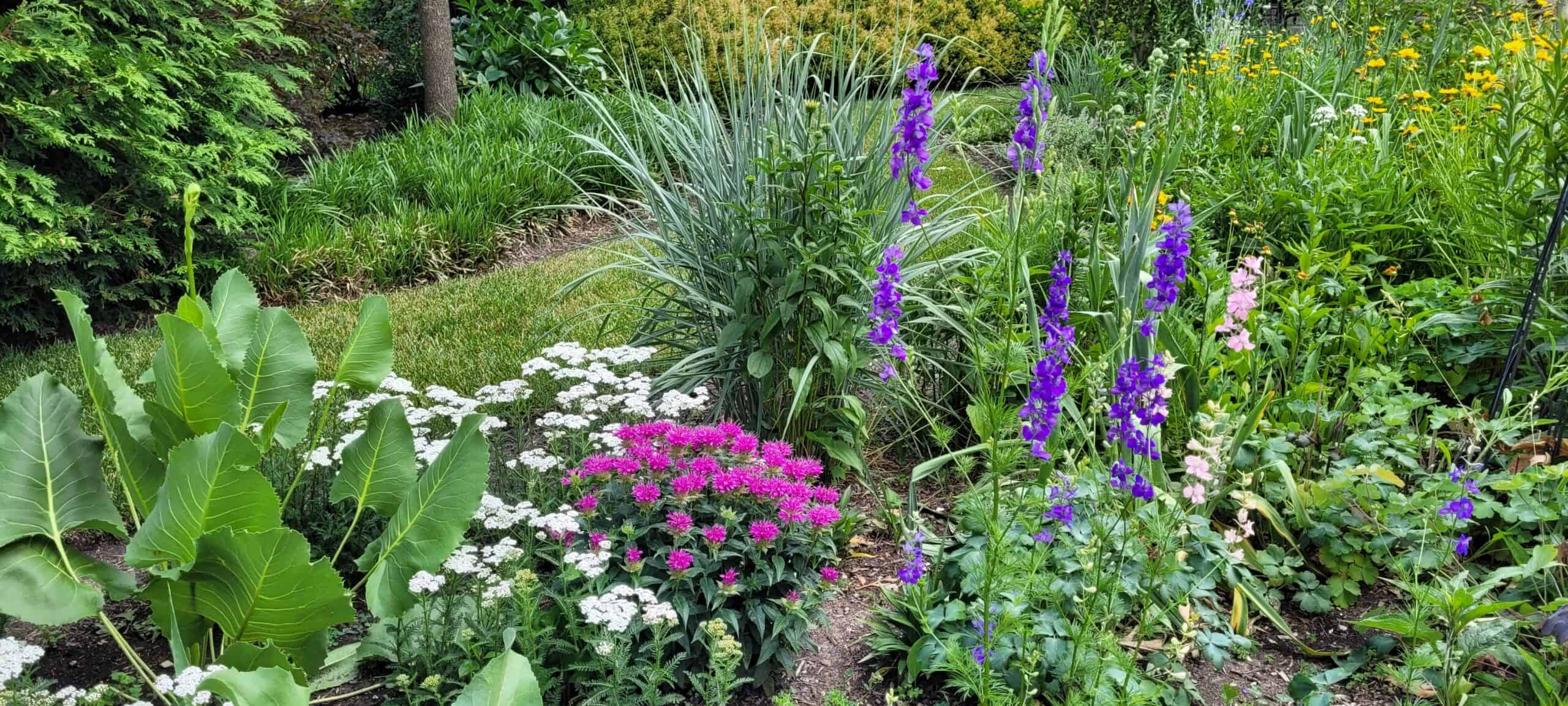 A lush garden bed with tall purple flowers, clusters of bright pink and white blooms, large green leaves, and grasses, bordered by a green lawn and shrubs in the background.