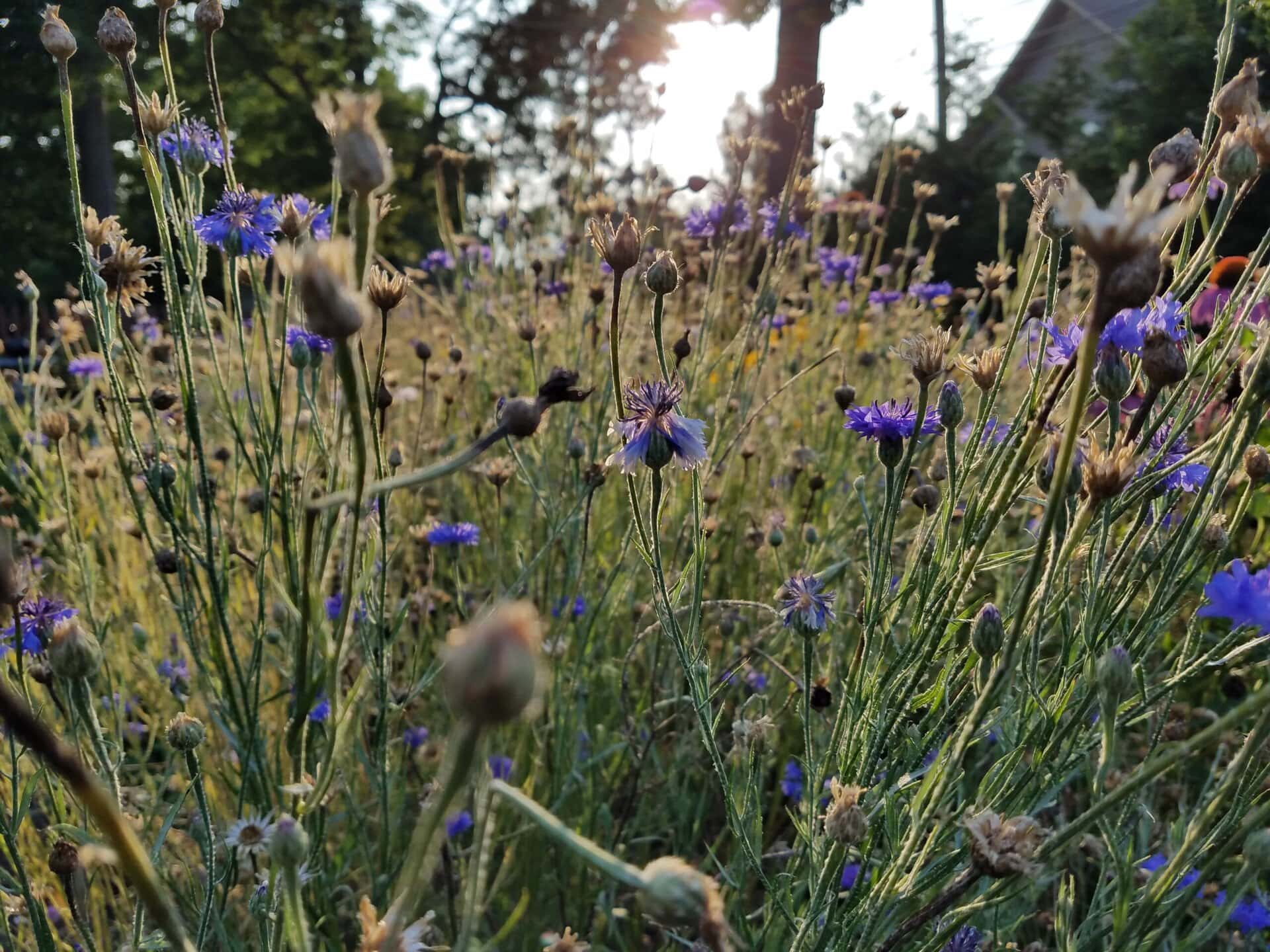 A close-up of wildflowers with purple petals in a sunlit meadow, some in focus and others blurred, with trees and a house in the background.