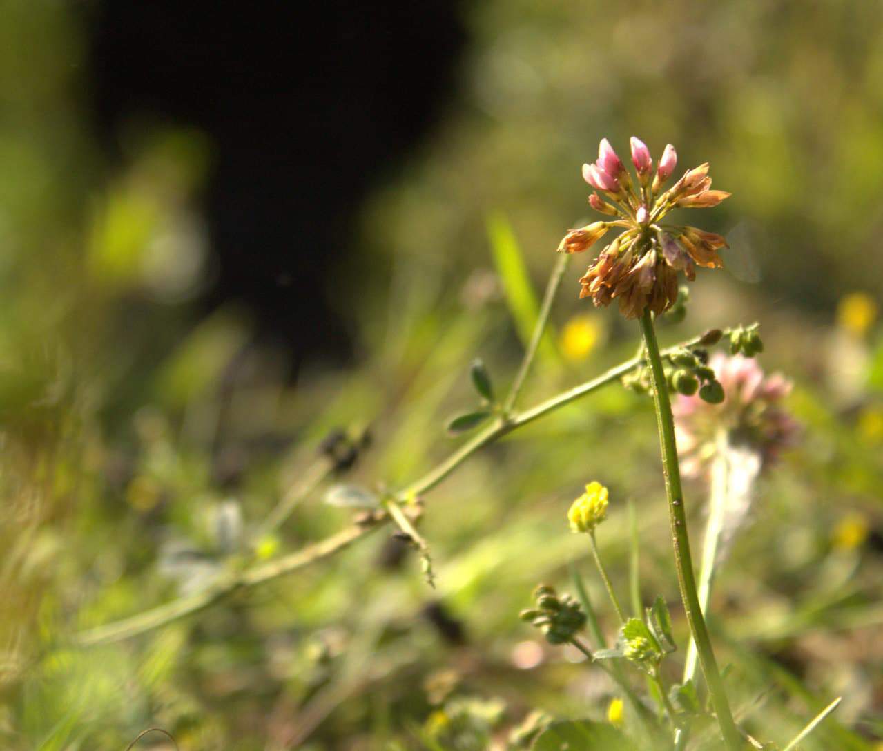 Close-up of a wildflower with pink and brown petals in a sunlit grassy field, with a blurred background of greenery and shadows.