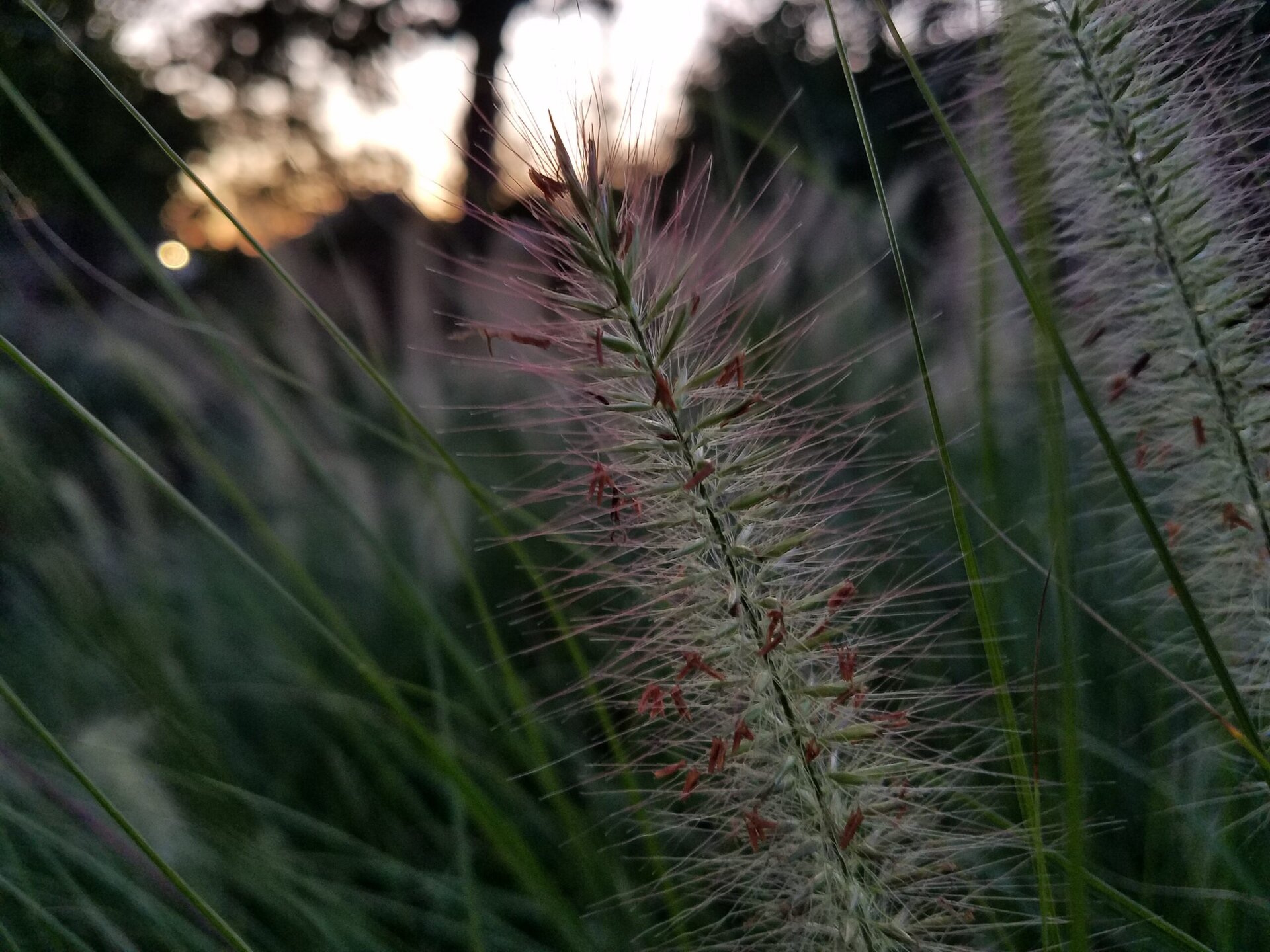 Close-up of a fuzzy grass seed head surrounded by green blades, with a soft, blurry background and a dark, sunset sky.
