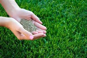 Hands holding a small pile of granular fertilizer over a green, healthy lawn, preparing to spread it on the grass.