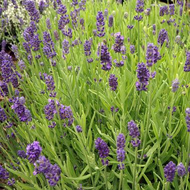 Lavender plants with tall green stems and clusters of small purple flowers growing densely together. The leaves are narrow and silvery-green, and the flowers are in full bloom.