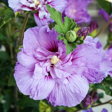 A close-up of a large, ruffled purple hibiscus flower with a yellow center, surrounded by green leaves and a few unopened buds.