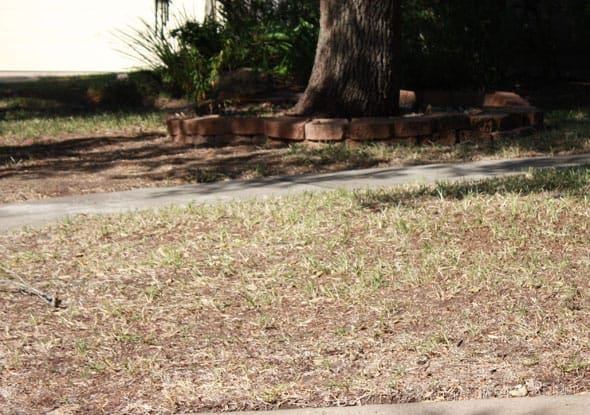 A patchy lawn with sparse grass, a concrete sidewalk, and a large tree surrounded by a small brick border in the background.