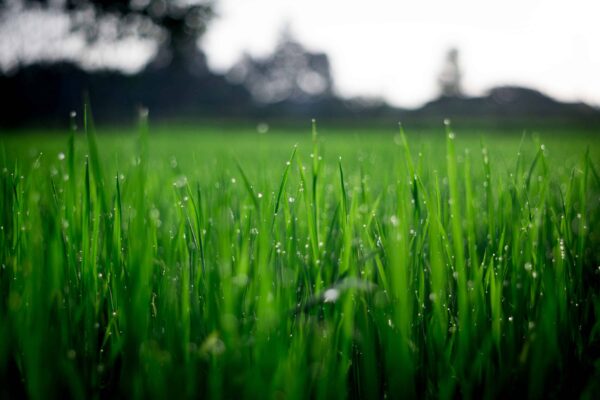 Close-up of green grass with dew drops, with a blurred background of more grass and trees under a bright sky.