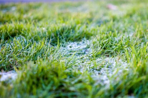 Close-up of green grass with a light dusting of frost or snow on the blades, creating a contrast between the bright green and white. The background is blurred.