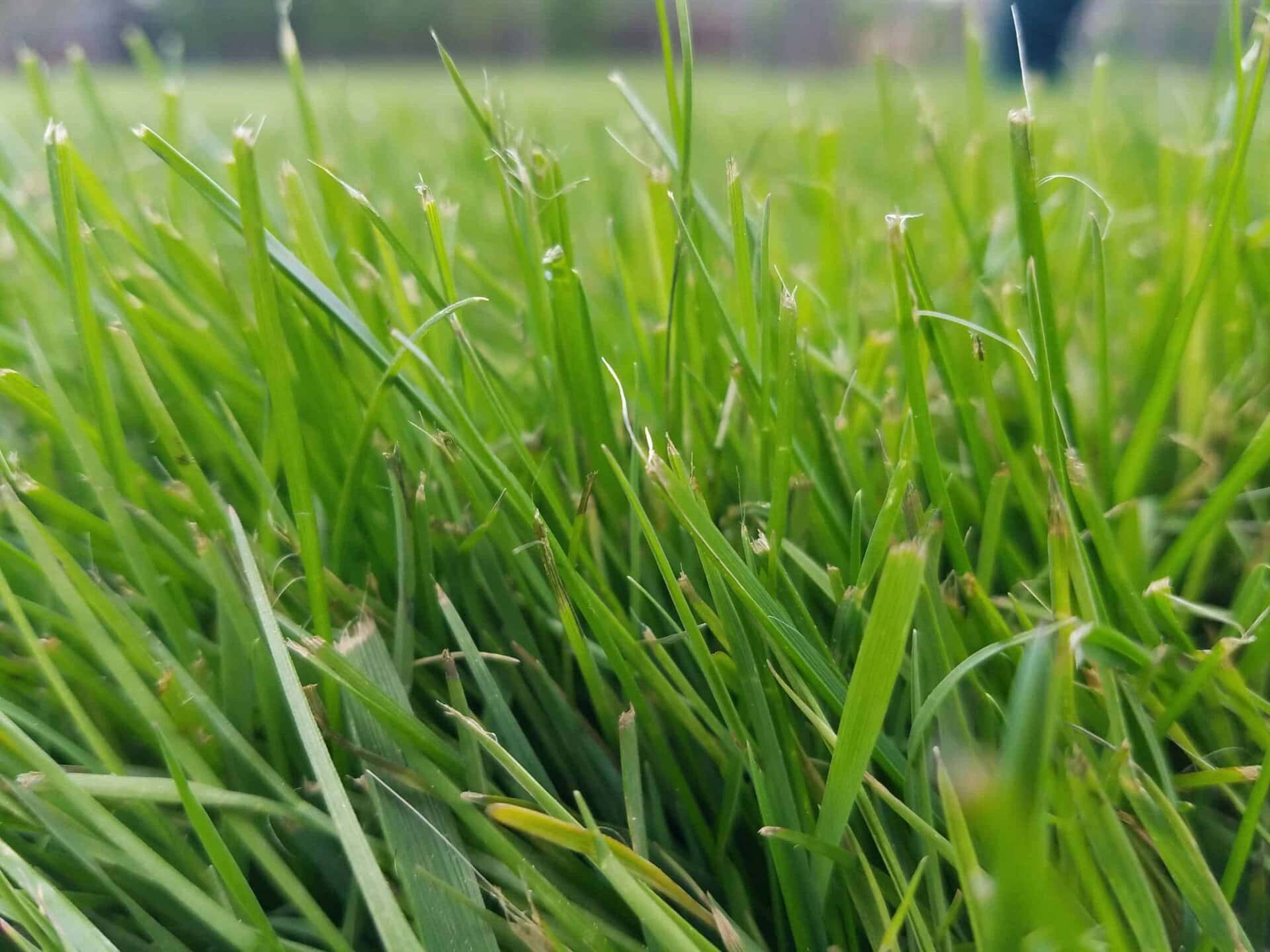 Close-up view of green grass blades in a field, with a blurred background of more grass and faint outlines of trees or objects in the distance. The focus is on the vibrant and healthy-looking grass in the foreground.