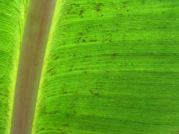 Close-up of a bright green leaf with visible veins and a central pale stem, showing texture and natural lines with small brown spots scattered across the surface.
