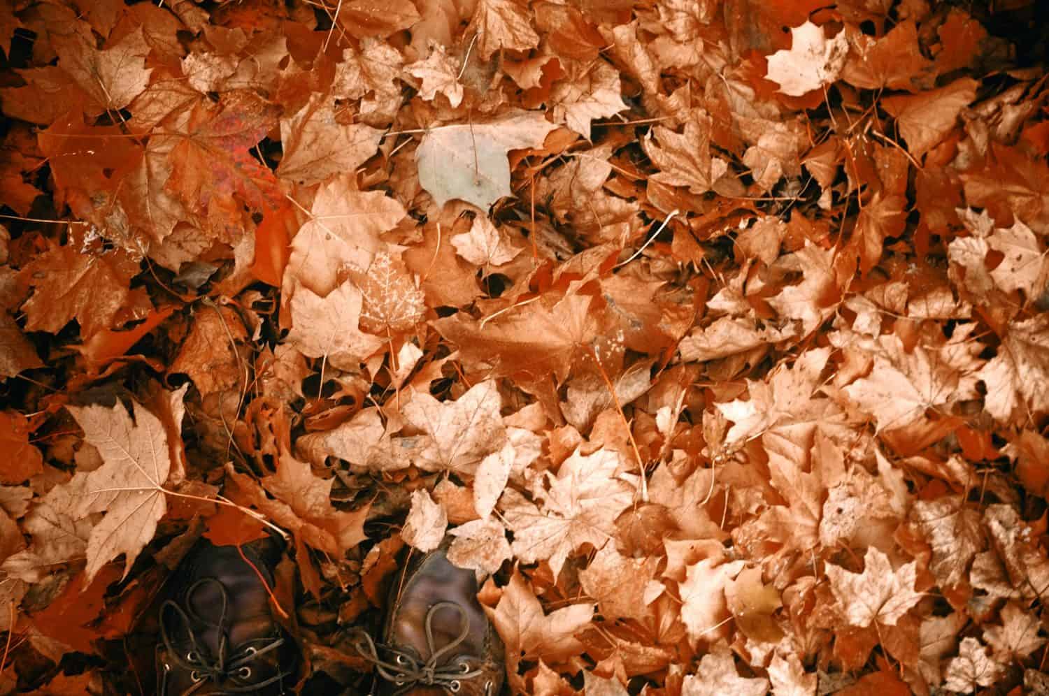 Brown autumn leaves cover the ground, with the tips of two dark brown shoes visible at the bottom of the image.