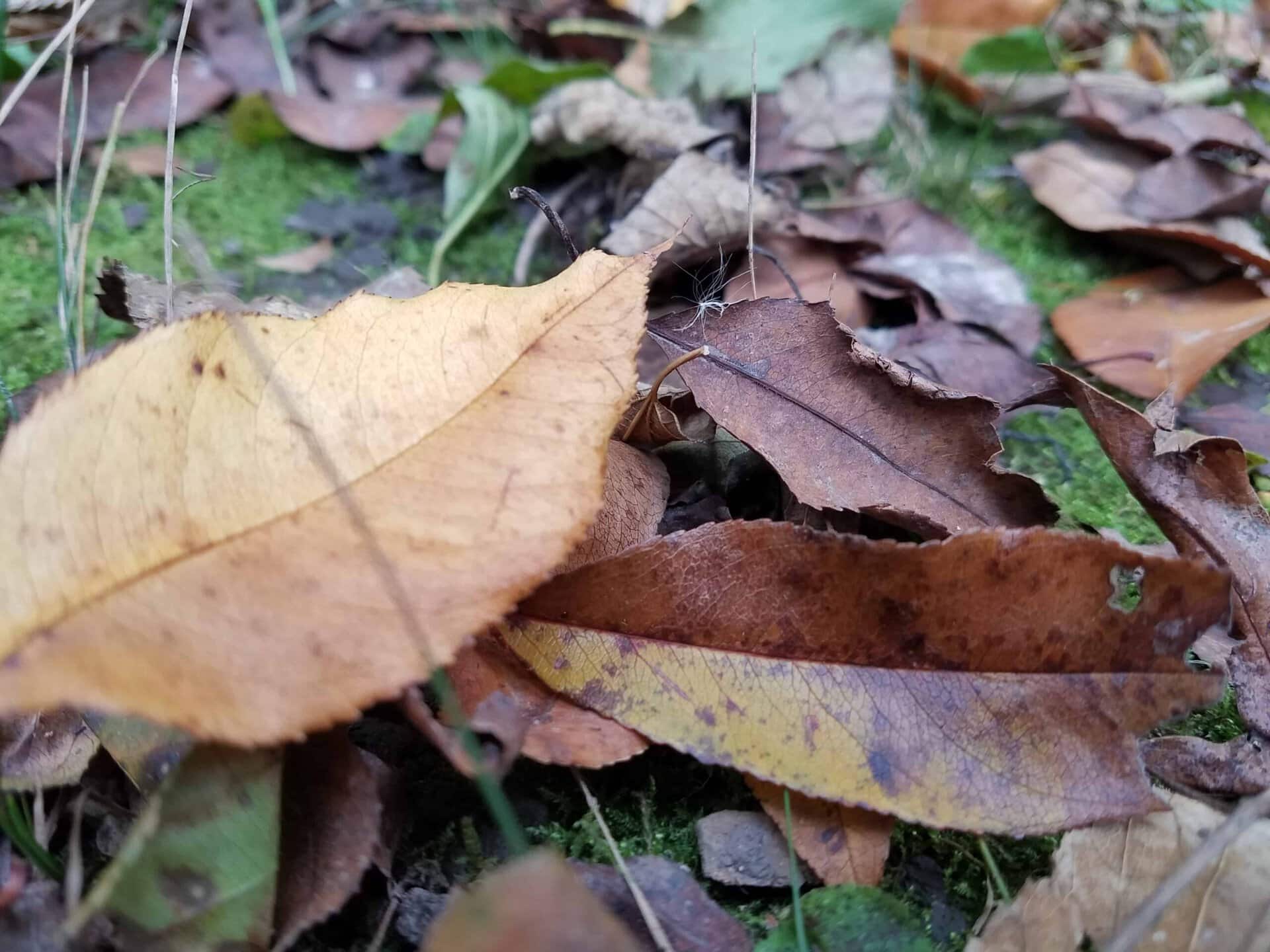 A close-up of dry, brown and yellow leaves scattered on green mossy ground, with a blurred background of more leaves and grass.