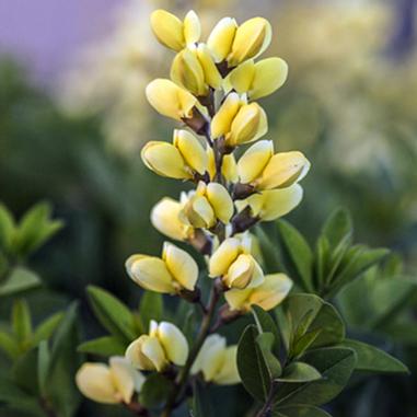 A close-up of a spike of yellow and white flowers with green leaves in the background, set outdoors in natural light.