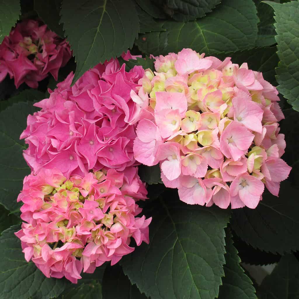 Two clusters of hydrangea flowers—one bright pink and one pale pink with yellow—bloom among large, dark green leaves.