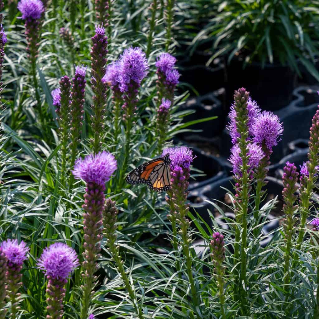 A monarch butterfly rests on a tall purple liatris flower surrounded by green leaves, with more liatris flowers and foliage in the background.