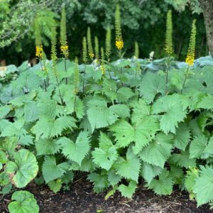 Large green leafy plants with tall spikes of small yellow flowers grow in a garden bed with dark soil, surrounded by lush greenery and trees in the background.