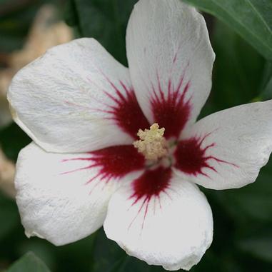 A white flower with five petals and dark red centers, surrounded by green leaves.