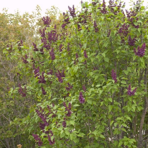 Bushy lilac shrub with clusters of deep purple flowers and green leaves, set outdoors with other greenery visible in the background.